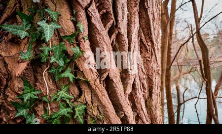 Una lussureggiante e verde pianta di edera che si snoda intorno al tronco di un albero in un pittoresco ambiente all'aperto Foto Stock