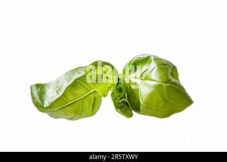 foglia di basilico su sfondo di marmo chiaro. Foto di alta qualità Foto Stock