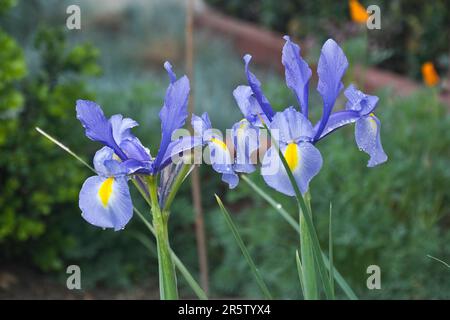 Eleganti fiori viola iris con macchie gialle fioriscono in primavera Foto Stock