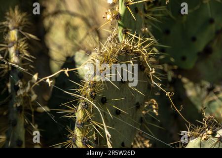 Macro Cactus in Mineral de Pozos Foto Stock