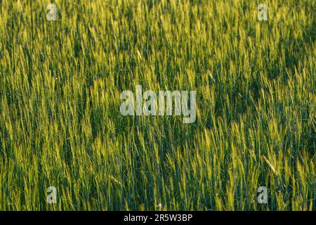 Il sole del pomeriggio splende sul verde del campo di grano giovane, profondità di campo poco profonda dettaglio, solo poche foglie e gambi a fuoco Foto Stock