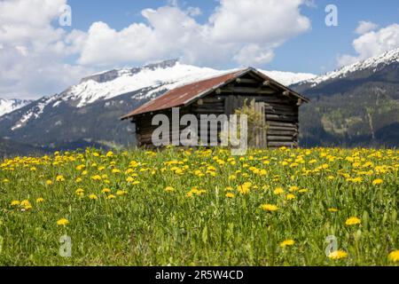 I dentelli gialli nel campo con una casa di legno sullo sfondo Foto Stock