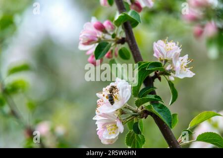 fiore di mela, ape su fiori di susina. Fiorisce in primavera. Sfondo naturale sfocato. Foto Stock