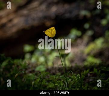 Un singolo fiore giallo papavero che spicca in un campo di erba lussureggiante e verde Foto Stock