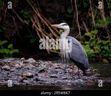 Uno splendido airone grigio arroccato su una scogliera rocciosa con vista sul fiume Cynon Foto Stock