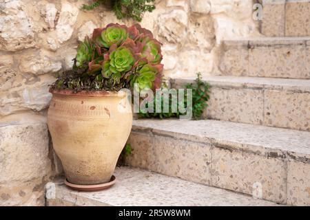 Fioritura di sempervivum tectorum in vaso di argilla sui gradini di pietra di un portico Foto Stock