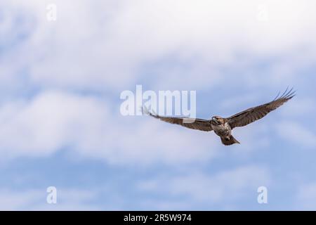 Un falco dalla coda rossa che sorvola il cielo in una giornata nuvolosa Foto Stock