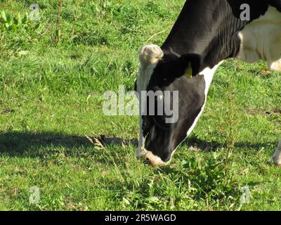 Una mucca sta mangiando tranquillamente l'erba verde fresca del pascolo all'aperto Foto Stock