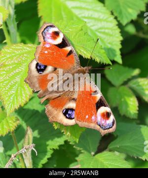Una farfalla di pavone (Aglais io) con ali completamente aperte al sole Foto Stock