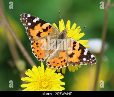 Una farfalla della Madonna dipinta (Vanessa cardui) su un fiore di dente di leone Foto Stock