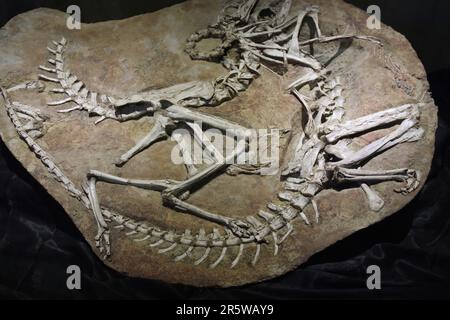 Avimimus portentosus piccolo dinosauro uccello-simile vissuto in Mongolia, Cretaceo tardo (85–70 ma) aveva mascelle becco-come Foto Stock