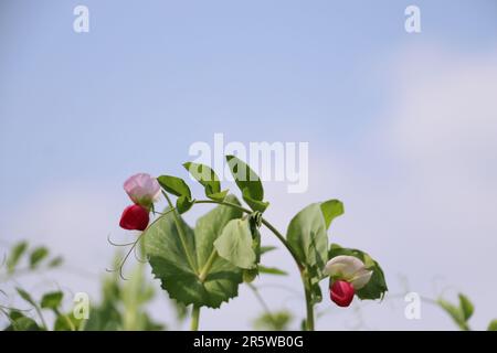 Una pianta di piselli verdi in piena fioritura, che mostra un grappolo di piselli verdi che crescono dal gambo con foglie verdi lussureggianti Foto Stock