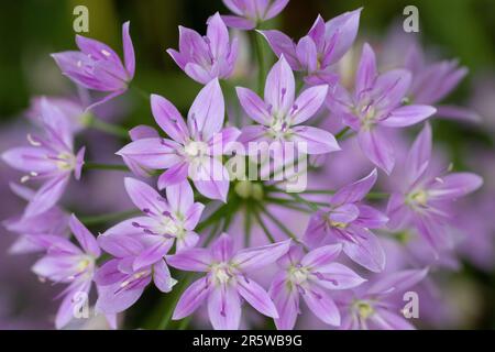 uneleaf cipolla aglio gruppo di fiori con fiori viola e uno sfondo sfocato Foto Stock