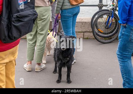 Budapest, Ungheria - 15 aprile 2023 mudi per strada un affascinante incontro con una razza di cane aggraziata Foto Stock