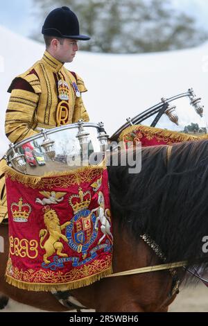 Drum Shire Horse Apollo al Royal Windsor Horse Show 2023, suonando con la Household Cavalry, Blues e Royals Foto Stock