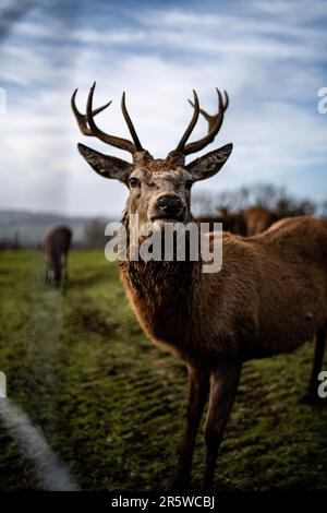 Una foto di scorta di una femmina del cervo e del suo pascolo pascolato in un campo erboso Foto Stock