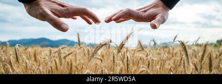 Ampia immagine delle mani maschili in gesto protettivo sul bellissimo campo di grano dorato che cresce in estate. Immagine concettuale della sostenibilità e della na Foto Stock