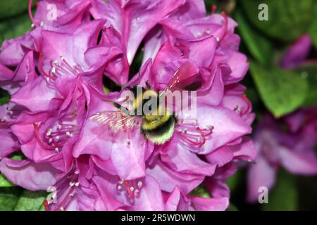 Gartenhummel (Bombus hortorum) un einer rosa Rhododendron-Blüte Foto Stock