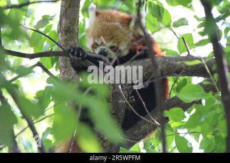 Un panda rosso nascosto in un albero Foto Stock