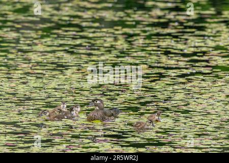 Un'anatra di legno (Aix spugsa) anche chiamato Carolina anatra gallina con anatre in cerca di cibo nelle ninfee d'acqua sul Lago giallo, Sammamish, King County, era Foto Stock