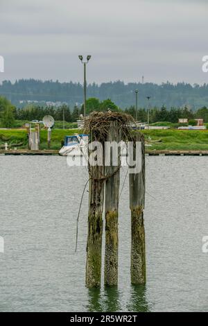 Un falco pescatore (Pandion haliaetus) sta incubando uova in un nido vicino al fiume Snohomish in Everett, Washington state, Stati Uniti. Foto Stock