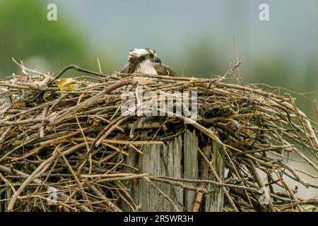 Un falco pescatore (Pandion haliaetus) sta incubando uova in un nido vicino al fiume Snohomish in Everett, Washington state, Stati Uniti. Foto Stock