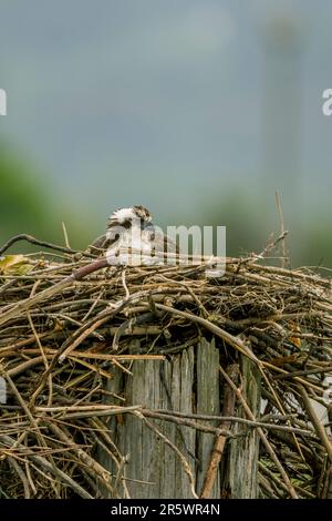 Un falco pescatore (Pandion haliaetus) sta incubando uova in un nido vicino al fiume Snohomish in Everett, Washington state, Stati Uniti. Foto Stock