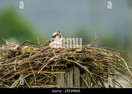 Un falco pescatore (Pandion haliaetus) sta incubando uova in un nido vicino al fiume Snohomish in Everett, Washington state, Stati Uniti. Foto Stock