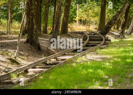 Un percorso panoramico in treno che si snoda attraverso una lussureggiante foresta circondata da alti alberi Foto Stock