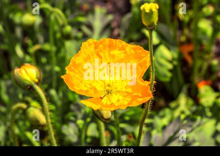 BADEN-WUERTTEMBERG : GARDEN SHOW BALINGEN - PAPAVERI GIALLI Foto Stock