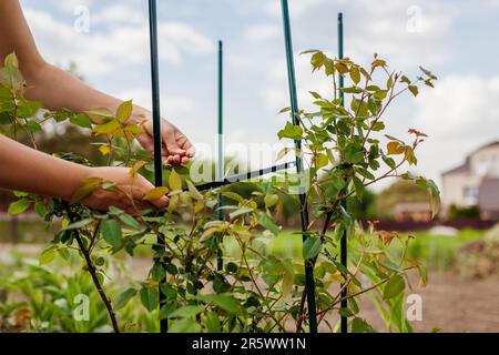 Giardiniere che istituisce un obelisco di metallo per l'arrampicata sostegno rosa nel giardino di primavera. Installazione di tralicci colonnari con vite. Primo piano Foto Stock