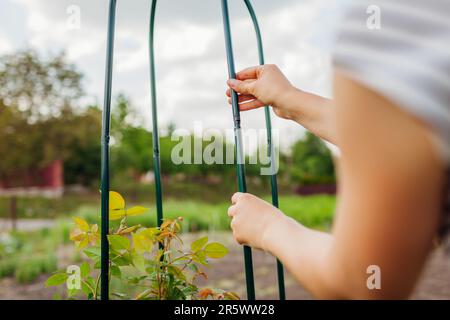 Giardiniere costruendo pergola metallica per l'arrampicata sostegno rosa in giardino di primavera. Installazione di tralicci colonnari con vite. Primo piano Foto Stock