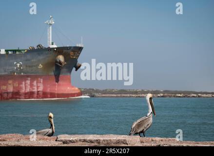 Due pellicani marroni, Pelecanus occidentalis, si ergono sulle rocce di granito sulla riva mentre una nave fuori fuoco naviga sull'acqua blu. Foto Stock