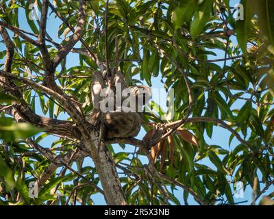 Una Sloth è appeso all'albero Foto Stock
