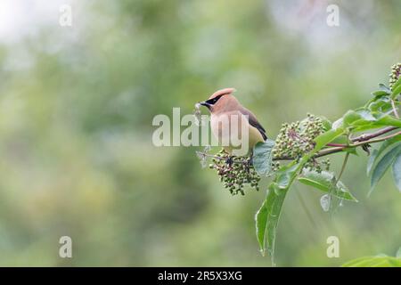 Un Cedar Waxwing raccoglie la lanugine di testa di semi da un arbusto per costruire il suo nido con. Foto Stock
