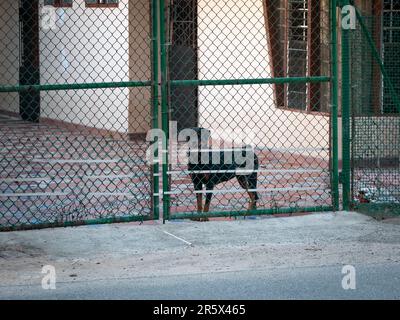 Rottweiler, Black Dog dietro le barre Guarda la casa Foto Stock