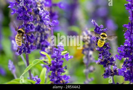 Due Bumblebees di colori diversi, uno giallo intenso e l'altro più neutro, che si muovono insieme mentre pollinano in un giardino di fiori di lavanda. Foto Stock