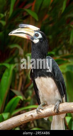 Una donna adulta Oriental Pied Hornbill (Anthracoceros albirostris), seduta su un perch di legno. Sono in grave pericolo a Singapore. Foto Stock