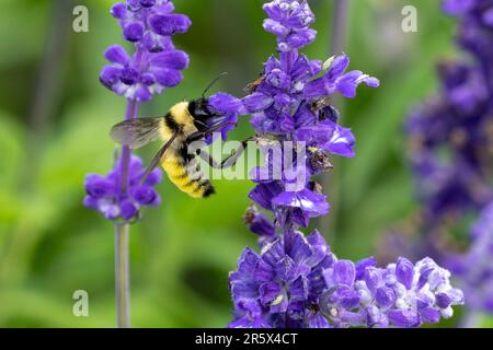 Un bumblebee giallo brillante pollina un fiore su uno stelo di lavanda con altri insetti più piccoli che condividono la stessa pianta. Foto Stock