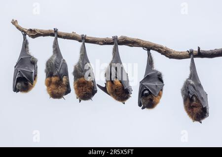 Volpi volanti con testa grigia australiana che ruggono sul ramo dell'albero Foto Stock