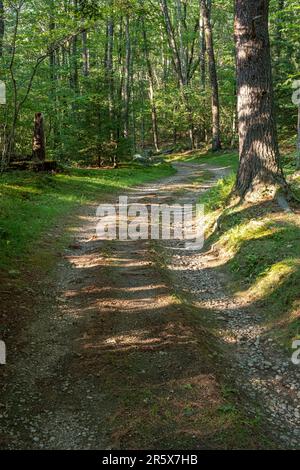 Una strada sterrata che passa attraverso una foresta nel Massachusetts rurale Foto Stock