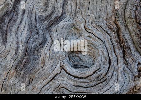 Design in grana di legno e bellezza per lo sfondo. Splendido motivo in legno naturale, eccellente ambiente sullo sfondo. Rustico e vecchio, ruvido e ruvido. Foto Stock