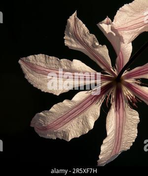 Clematis bianco viola fiorito nel giardino. La gioia del viaggiatore in fiore o la barba dell'anziano. Foto Stock