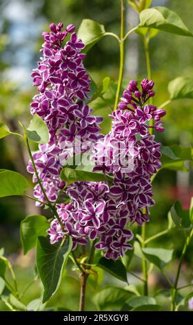 'Sensation' Lilac, Syren (Syringa vulgaris) Foto Stock