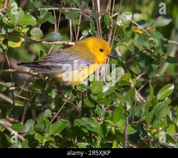 Primo piano del protonotario (Protonotaria citrea) Foto Stock