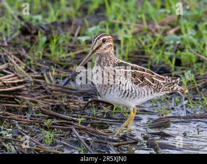 Wilson's Snipe (Gallinago delicata) in una palude forestale, Brazos Bend state Park, Texas, USA Foto Stock