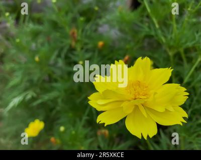 Fiori di colore giallo fiorente sono una vista da vedere, portando calore e allegria a qualsiasi giardino o paesaggio. Foto Stock