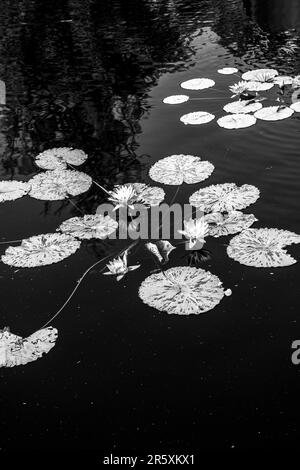 Immagine in bianco e nero di gigli in stagno Foto Stock