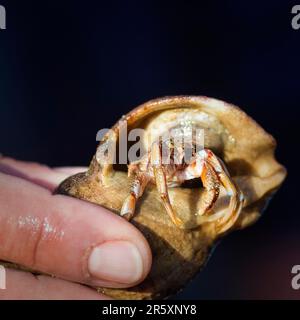 Conchiglia di lumaca con granchio eremita (Eupagurus bernhardus), storia naturale, lavoro educativo nel Parco Nazionale del Mare di Wadden, Sylt, Germania Foto Stock