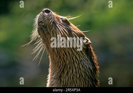 Lontra canadese, lontra nordamericana (Lontra canadensis), Babyzoo Wingst Foto Stock